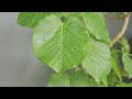 japan vlog living vlog 3 meters deep veranda living with foliage plants