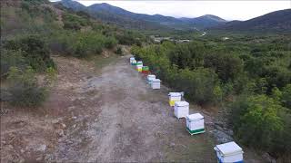 Μέλι από άνθος παλιουριού - Honey from Paliurus tree (Μountain Olympus)