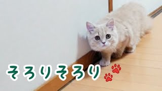 そろりそろり 忍び足の猫【マンチカン】