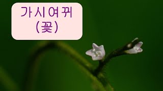 가시여뀌  (꽃)