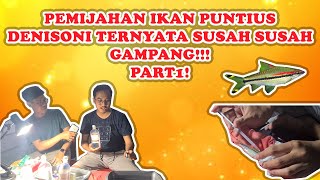 PROSES & CARA PEMIJAHAN IKAN PUNTIUS DENISONI DENGAN METODE PENYUNTIKAN HORMON DAN STRIPING! PART 1