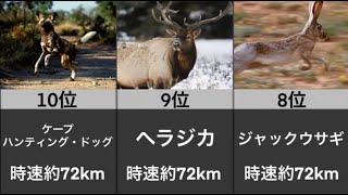 「陸上で最も速い動物」ランキング【TOP10】