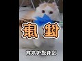 折耳猫不能养，卷耳猫能养吗？ 002