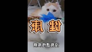 折耳猫不能养，卷耳猫能养吗？ #002