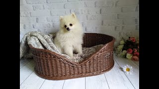 Wicker bed for a dog made of newspaper tubes