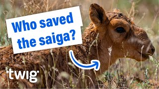 How the Saiga Recovered from the Brink of Extinction