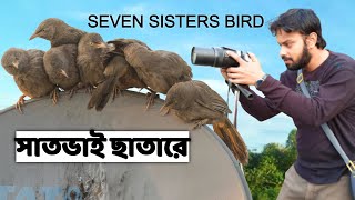 সাতভাই ছাতারে পাখি । Jungle Babbler | Seven Sisters Bird । Documentary @wildindiamit