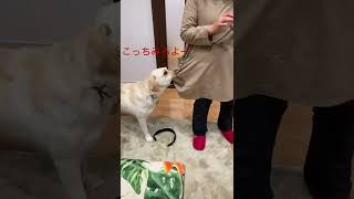 かまってを爆発させるが、、ラブラドールレトリバー　#大型犬  #shorts  #ラブラドールレトリバー