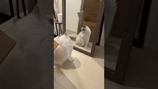 愛猫は鏡に写った自分を見るとどんな反応をする？🐱　#猫動画 #ラグドール子猫 #ラグドール #shorts #catvideo