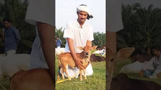 दुनिया की सबसे छोटी गाय | the smallest cow in the world | pungnur cow | #short