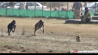 Greyhound racing in Punjab 2019 | dog race in pakistan | dog vs dog