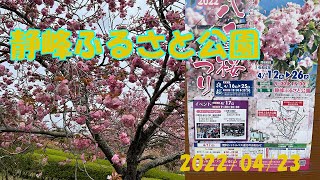 【静峰ふるさと公園】八重桜満開　茨城県那珂市静