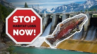 STOP Habitat Loss Now in Detail