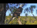 AEF NEFL Eagle Cam 9-26-18: Romeo Does It Again