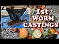 15 Pounds In Our First Worm Castings Harvest!! | Vermicompost Worm Farm