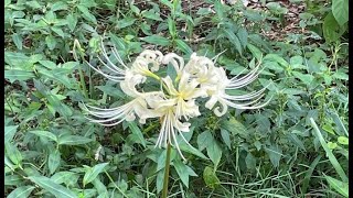 Broken Heart Flower《碎心花》Fleur du Coeur Brisé par Ching 余 @Tokyo 20231022