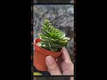 succulent sedeveria letizia 蒂亞