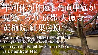 千利休が作庭した直中庭が見どころの 京都 大徳寺 黄梅院 紅葉(4K) カエデ・エリシア京都 caede|L’ELISIR KYOTO[Obaiin Temple, Kyoto Red Leaves]