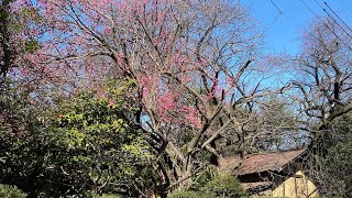 【4K Tokyo short trip】六郷用水 と 西嶺町梅林