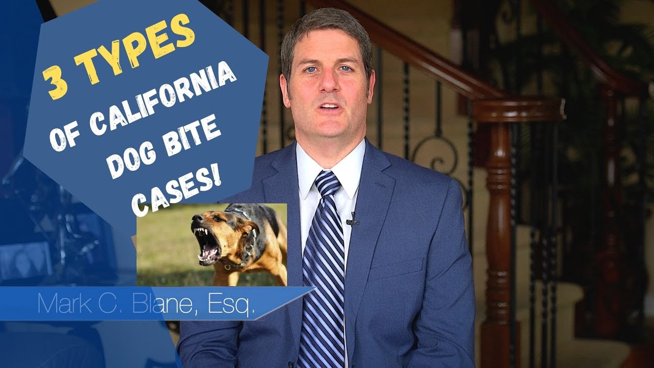 How Witnesses Can Help In A California Dog Bite Case | The Law Offices ...