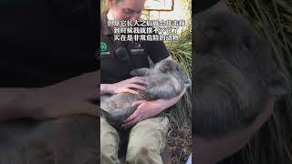 袋熊是猛兽吗【科普达人Show】#生物鉴定 #科普 #动物 #植物 #大自然 #科普 #澳大利亚#塔斯马尼亚