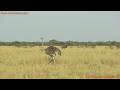 ostrich in field youtube.com tanvideo11