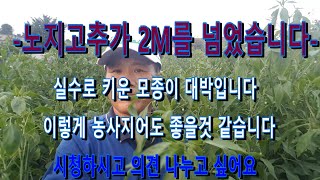 2M가 넘는 노지 고추 밭입니다 의도치 않은 결과가 대박입니다