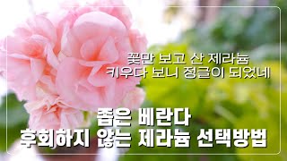 좁은 베란다 제라늄 고르는 방법/베란다가드닝 만족도 올리는법 #제라늄키우기 #좁은베란다 #거목산업 #제라늄전용토#제라늄종류고르는법