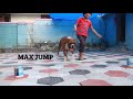 കുട്ടി ട്രൈനെർ boxer dog boxer dog training max boxer03 boxer dog commands training pet dog