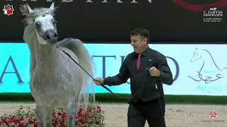 N 205 EKS SIRAJJ   Al Shiraa Arabian Horse Show 2025   Stallions 4+ Years Old   Section B Class 8B