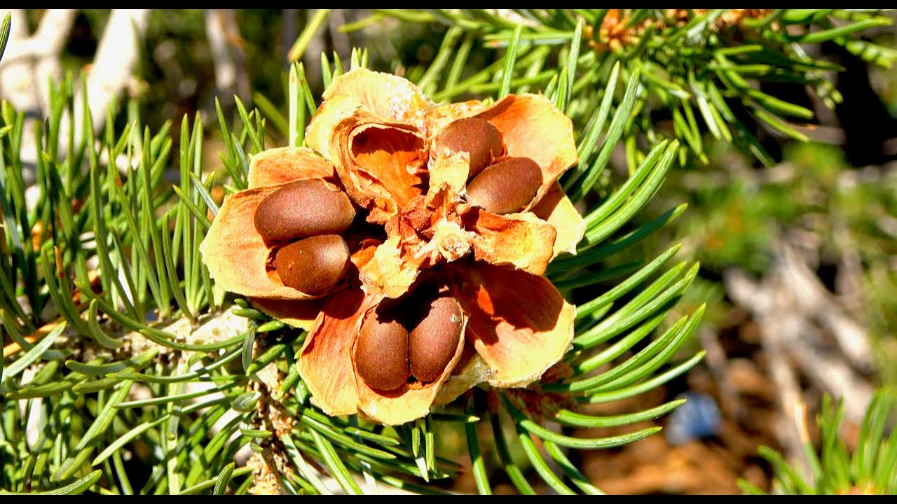 Piñon Nut Pickers Usa Youtube