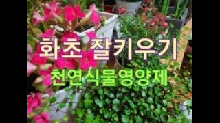 화초키우기 ( 2편 ) 죽은 화초도 살아나요 ~!! 천연식물영양제 만드는비법