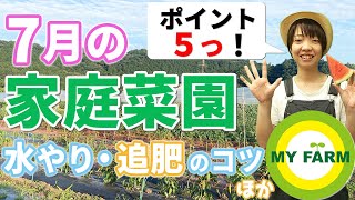 【7月家庭菜園】夏の水やりのコツや追肥のやり方など5つのポイントを紹介│かっちゃんの有機栽培ｺｰｻﾞ