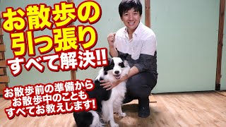 愛犬のお散歩の引っ張り解決！お散歩前の準備からお散歩中の方法まで全てお教えします！