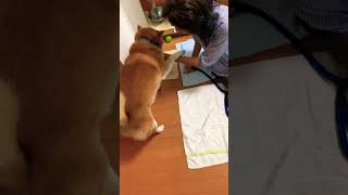 柴犬福 おばあさんに強気な柴犬😂Grandma and Shiba🤣#shorts #tiktok #柴犬 #shibainu #funny #시바견 #meme #dog #おもしろ