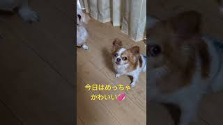 ママが言ったこと！#shorts#チワワ#ペキニーズ#いぬ #癒し#保護犬#譲渡犬