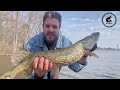 pike fishing with shimano antares