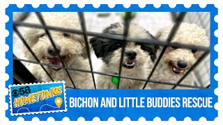 CBS 58 Hometowns: Bichon and Little Buddies Rescue