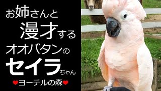 お姉さんと漫才するインコ【Yodel forest】オオバタンのセイラちゃん #shorts