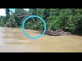 VIRAL PENEMUAN ULAR BESAR DI SUNGAI KALIMANTAN BARAT#shot