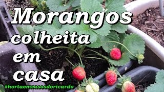 Colhendo morangos em casa, que delícia, pode plantar em horta suspensa