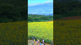 Huge sunflower field in Hokuto city  北杜市の60万本のひまわり畑 #shorts #japan #flowers #花 #sunflowers #ひまわり