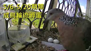 【記錄片】斑鳩生小孩