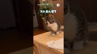 ビックリしちゃったニャ💦｜PECO #子猫 #マンチカン #子猫のいる生活 #munchkin #kitten #cat #catlover #catvideos