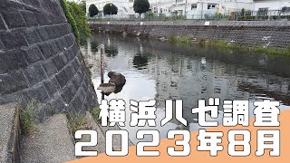 【ハゼほたてチャレンジ】横浜の都市型河川で今年もハゼが釣れました！ 2023年8月【横浜ハゼ調査】