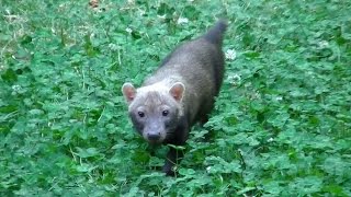 ヤブイヌのおしっこ ＆ カラス / 東山動物園