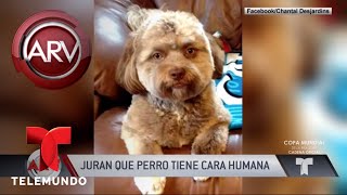 Perro con cara humana causa furor en las redes | Al Rojo Vivo | Telemundo