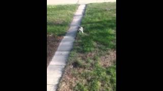 Nash S Hidden Talent