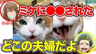 【幕末ラジオ】溺愛しすぎ！愛猫のミケに●●をやりすぎて逆に怒られる坂本【幕末志士切り抜き】