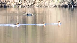 カワアイサ：2025年01月18日③動画撮影。